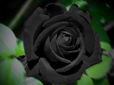 Black Rose - Wallpaper, High Definition, High Quality, Widescreen