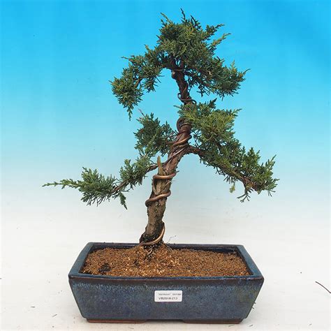 e-Bonsai - Outdoor bonsai - Juniperus chinensis - Chinese juniper