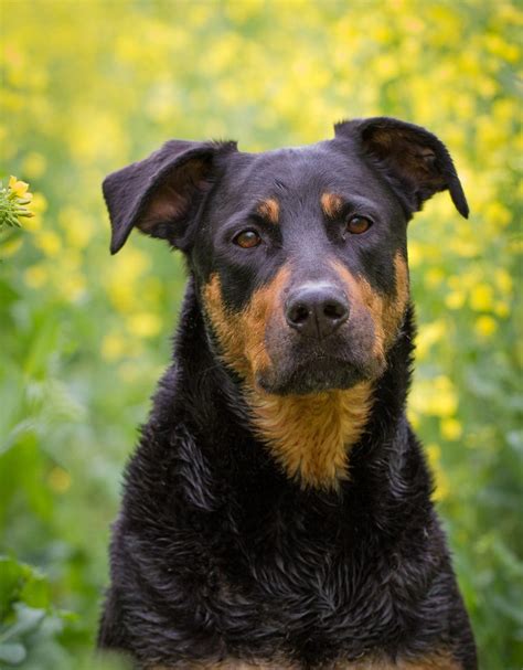 Doberman Lab Mix - Your Complete Guide To The Doberdor