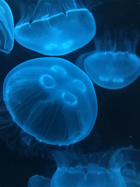 Moon Jellyfish