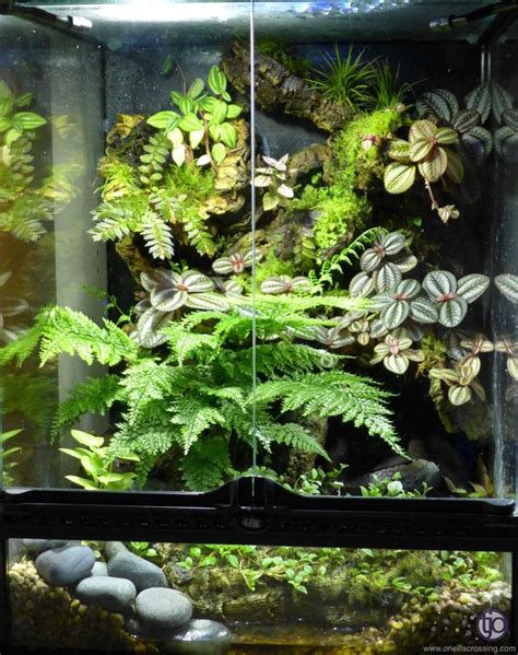 lorenzo-viv_P1020862 Gecko Vivarium, Planted Aquarium, Live Aquarium Plants, Live Plants, Tree ...