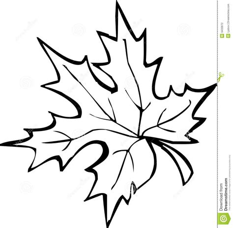 Maple Leaf Outline Clip Art