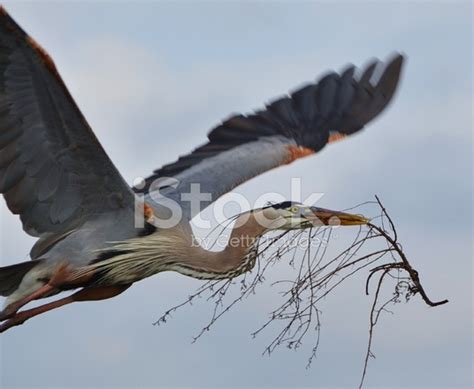 Great Blue Heron Flying Stock Photo | Royalty-Free | FreeImages