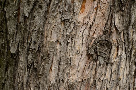 Tree Bark Texture - High-quality Free Backgrounds