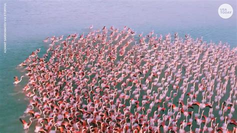 Flamingo flock gathers on a lake in Kazakhstan during migration