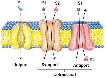 Membrane cellulaire. Perméabilité (QCM) نفاذية الغشاء الخلوي