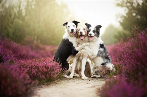 Baby Animals Hugging