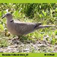 Doves (Columbidae) - North American Doves - Birds of North America