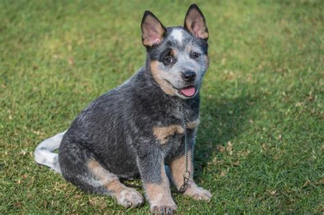 Blue Heeler Puppies | LoveToKnow