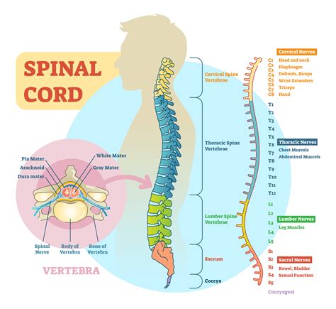 Spinal Nerves – What They Are and What They Do