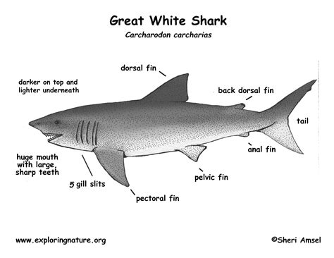 Shark (Great White)