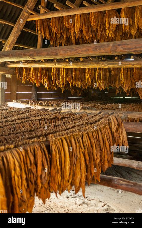 Cuban Cigar Tobacco Leaves Drying, Vinales, Cuba Stock Photo - Alamy