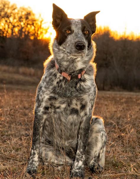 Australian Shepherd Blue Heeler Mix: Origin, Traits & Owner Guide