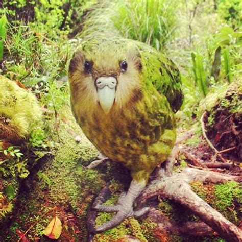 Kakapo Sounds