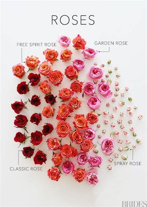 32 Impossibly Pretty Rose Bouquets | Types of roses, Rose varieties, Spray roses