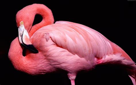 HD wallpaper: cute animals, Flamingo, pink | Wallpaper Flare