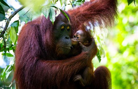 Orang Utan Rehabilitation and Sun bear Conservation Centre Half Day ...