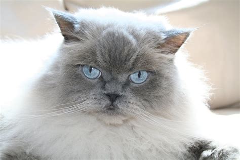 Blue Point Doll Face Himalayan Persian Cat, free photo, #1362630 ...