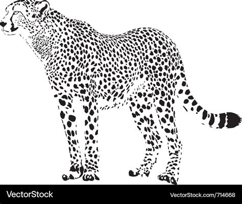 Cheetah Royalty Free Vector Image - VectorStock