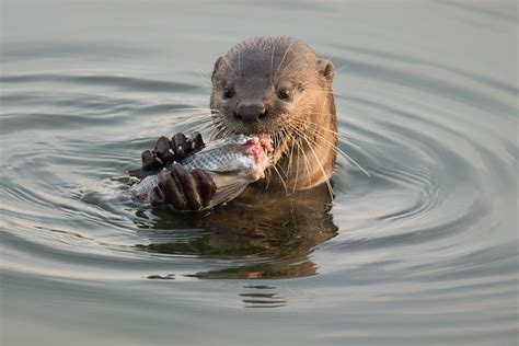 BEHAVIOR & DIET | Smooth-Coated Otters