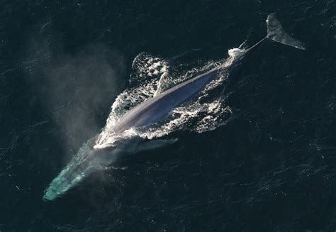 40 Fascinating Blue Whale Facts (From Size & Diet to Conservation)