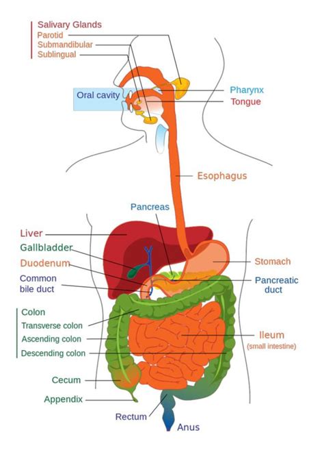 Colorful GI anatomy | Human digestive system, Digestive system ...