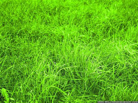 Green Grass Wallpapers | Your Title