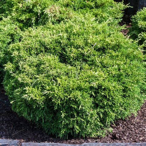 Chinese Juniper: Shrubs and Ground Covers from Gurney's