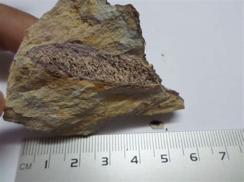 Help Me To Identify The Triassic Fossils - Fossil ID - The Fossil Forum