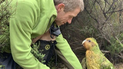 Rare kakapo parrots have best breeding season on record - BBC News