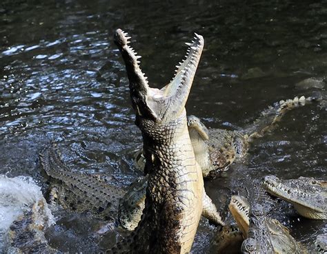 How to Survive a Crocodile Attack - Crocodilian Safety Guide