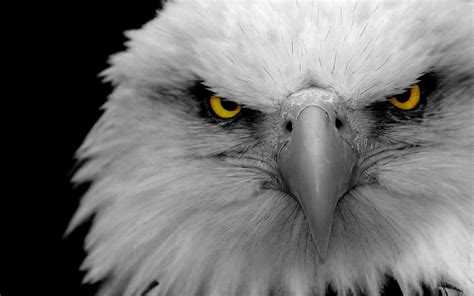 Eagle Eye HD Wallpapers - Top Free Eagle Eye HD Backgrounds - WallpaperAccess