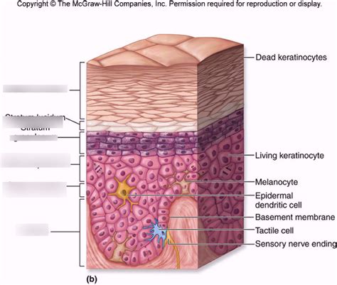 Epidermis Diagram | Quizlet