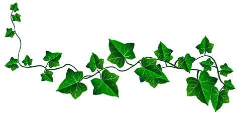 Free Vines Transparent Background, Download Free Vines Transparent Background png images, Free ...