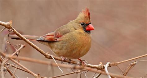 Northern Cardinal Overview, All About Birds, Cornell Lab of Ornithology