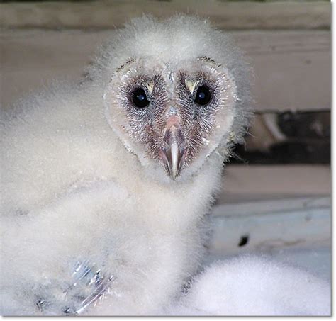 Backyard Bird Cam - Barn Owl chicks