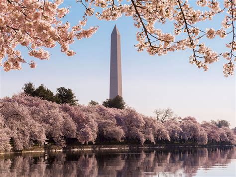 Celebrate D.C.’s Cherry Blossom Festival at These Hotels