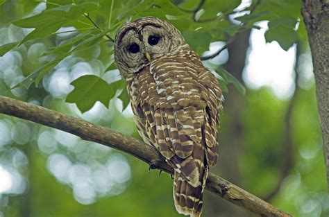 Stopping logging in endangered spotted owl habitat - Ecojustice