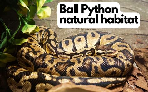 Ball Python Natural Habitat – Understanding their origins – BALL PYTHON BREEDER UK