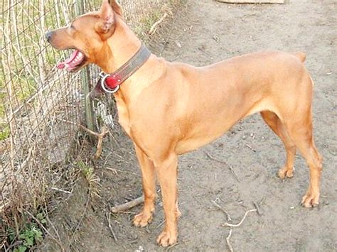 15 Most Popular Doberman Pinscher Mixes (With Pictures) - PetHelpful