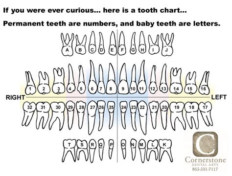 Baby Tooth Chart Letters | Free Resume Templates