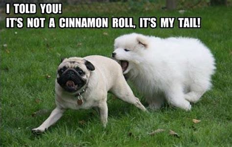 The Best Pug Memes on the Internet