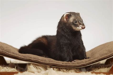 20 Ferret Colors and Patterns (With Pictures) - The Pet Savvy