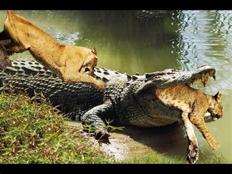 Lions attack Crocodile | Animal fight back Crocodile catch Lion Moments ...