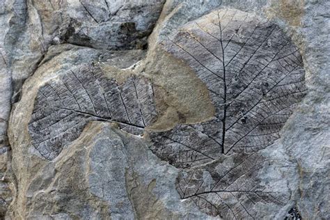 Fossil leaf Images - Search Images on Everypixel