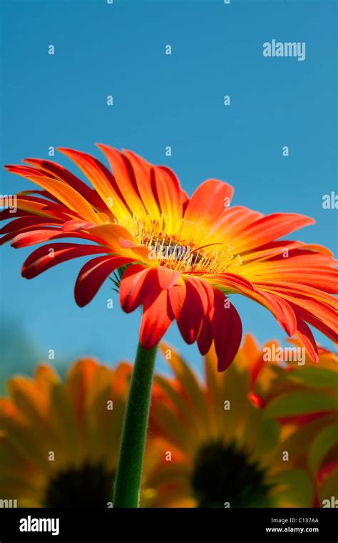 Orange and yellow gerber daisies hi-res stock photography and images - Alamy