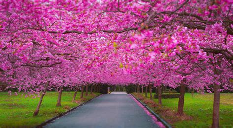 Cherry Blossom Park Wallpaper,HD Nature Wallpapers,4k Wallpapers,Images ...