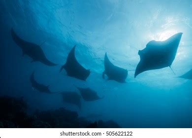 Silhouette Manta Ray Stock Photo 505622122 | Shutterstock