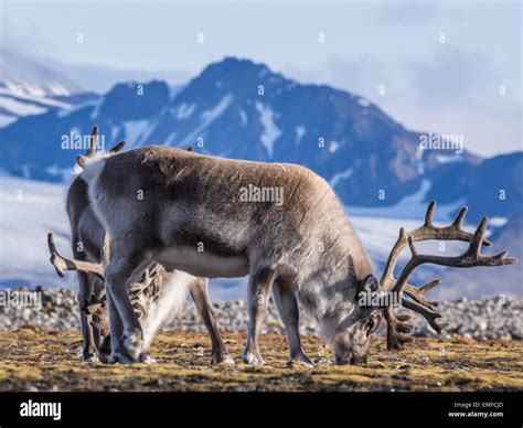 Wild Arctic reindeer in natural habitat Stock Photo - Alamy