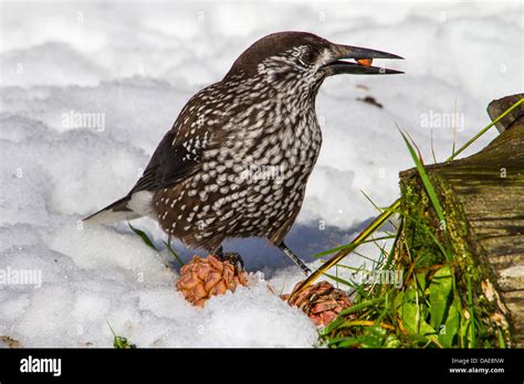 spotted nutcracker (Nucifraga caryocatactes), sitting in snow feeding ...